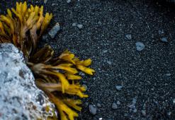 Juuksed kogu maailmas, 7. osa: Antarktika ja Arktika juuksehooldus